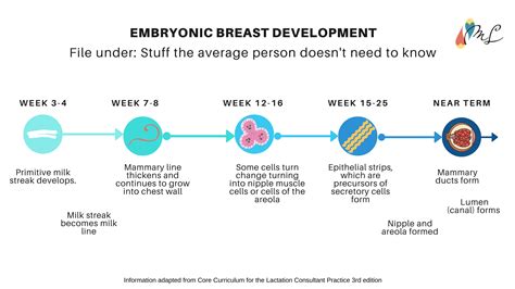 Normal Breast Development